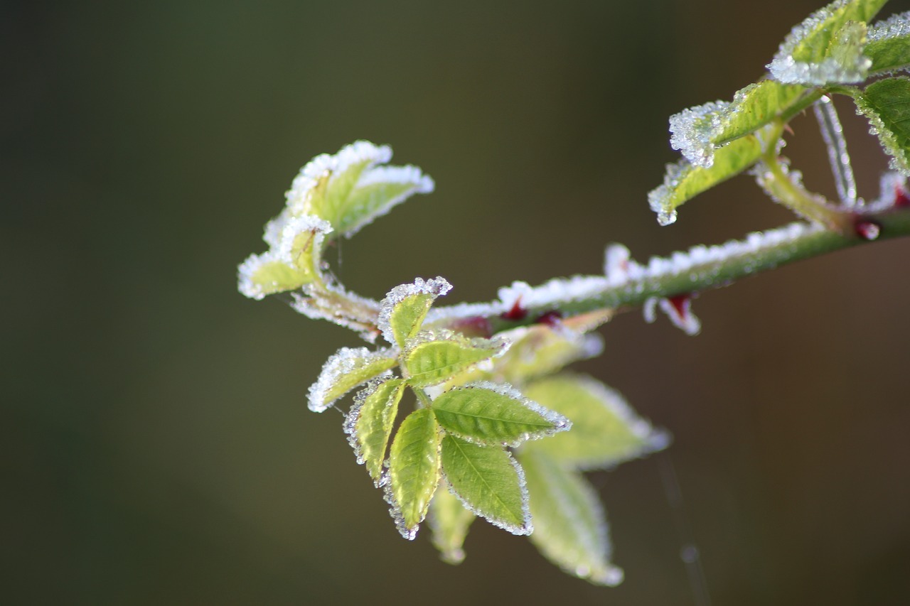 nettles bramble green free photo