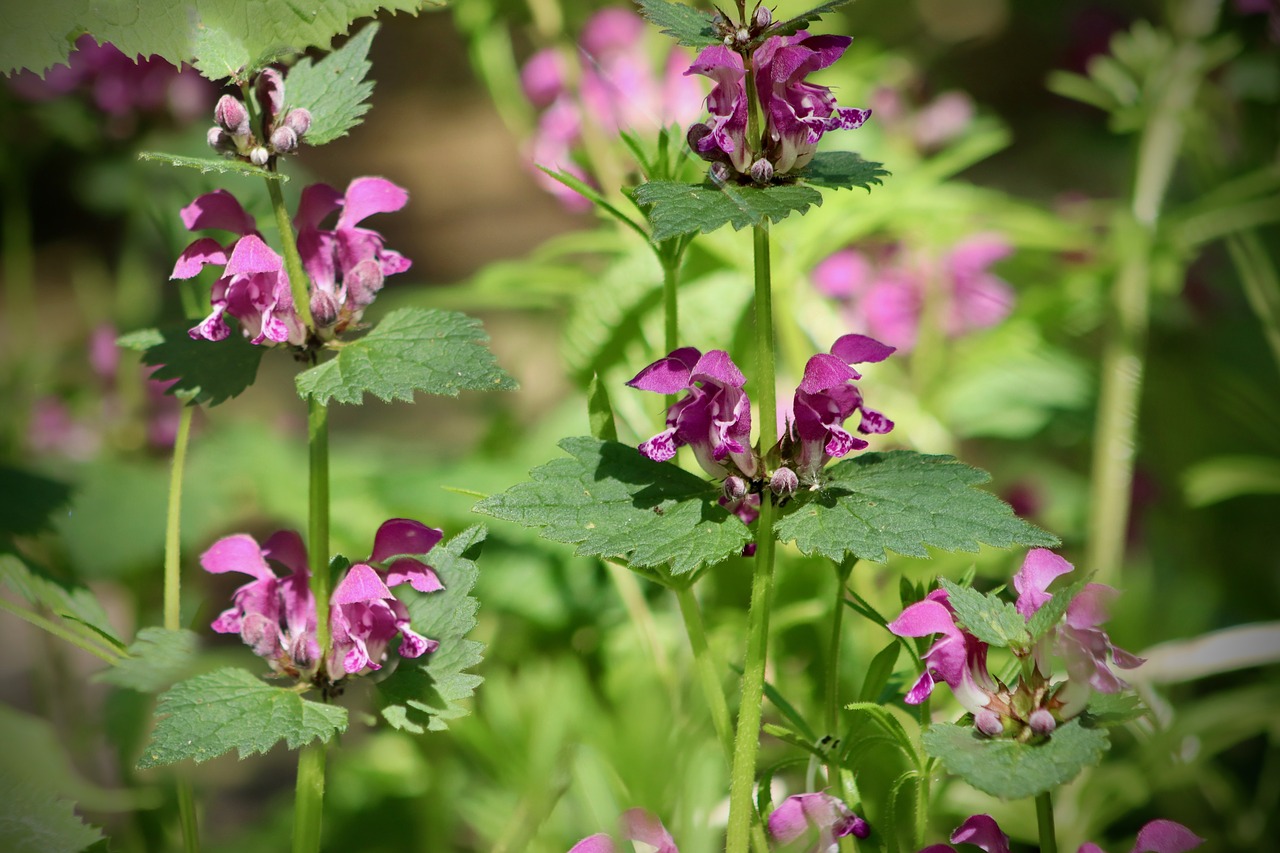 nettles  pink  violet free photo