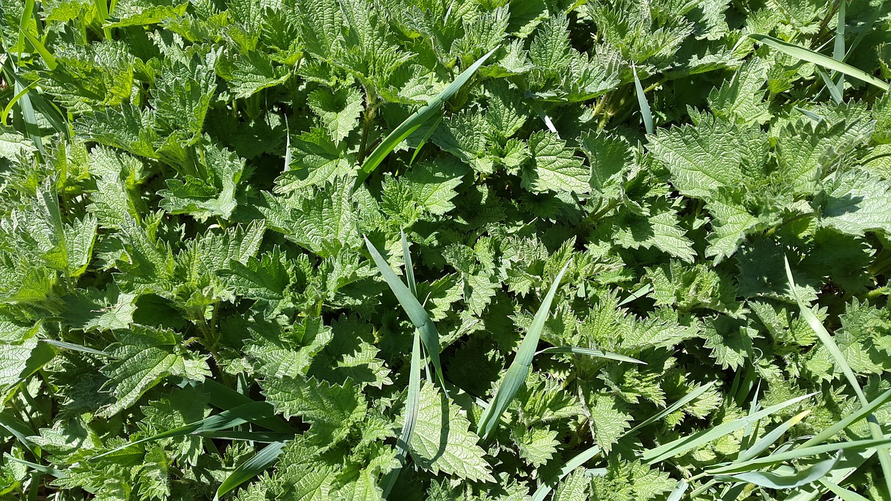 nettles plant weed free photo