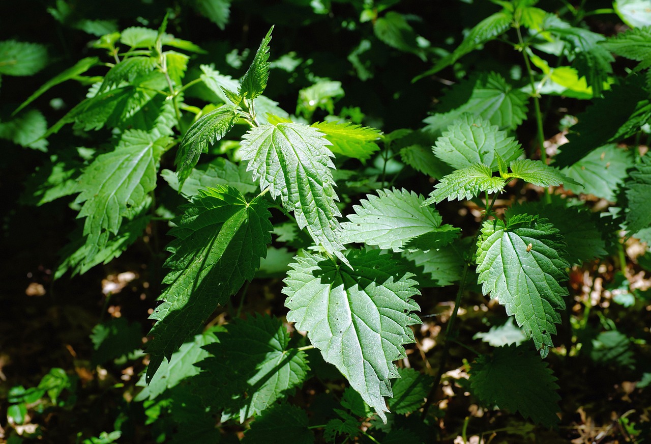 nettles green forest free photo