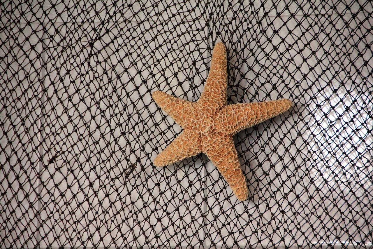 network starfish sea free photo