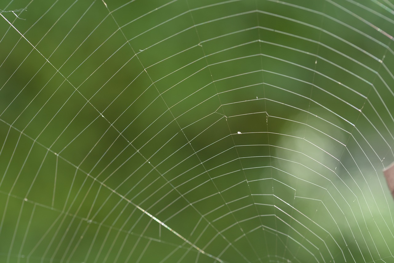 network cobweb spider free photo