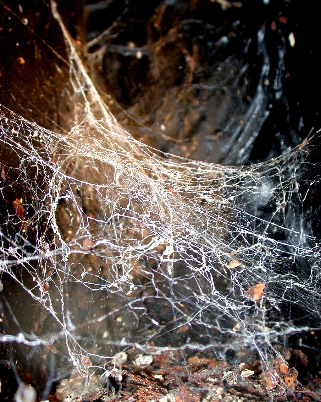 network trap spider free photo