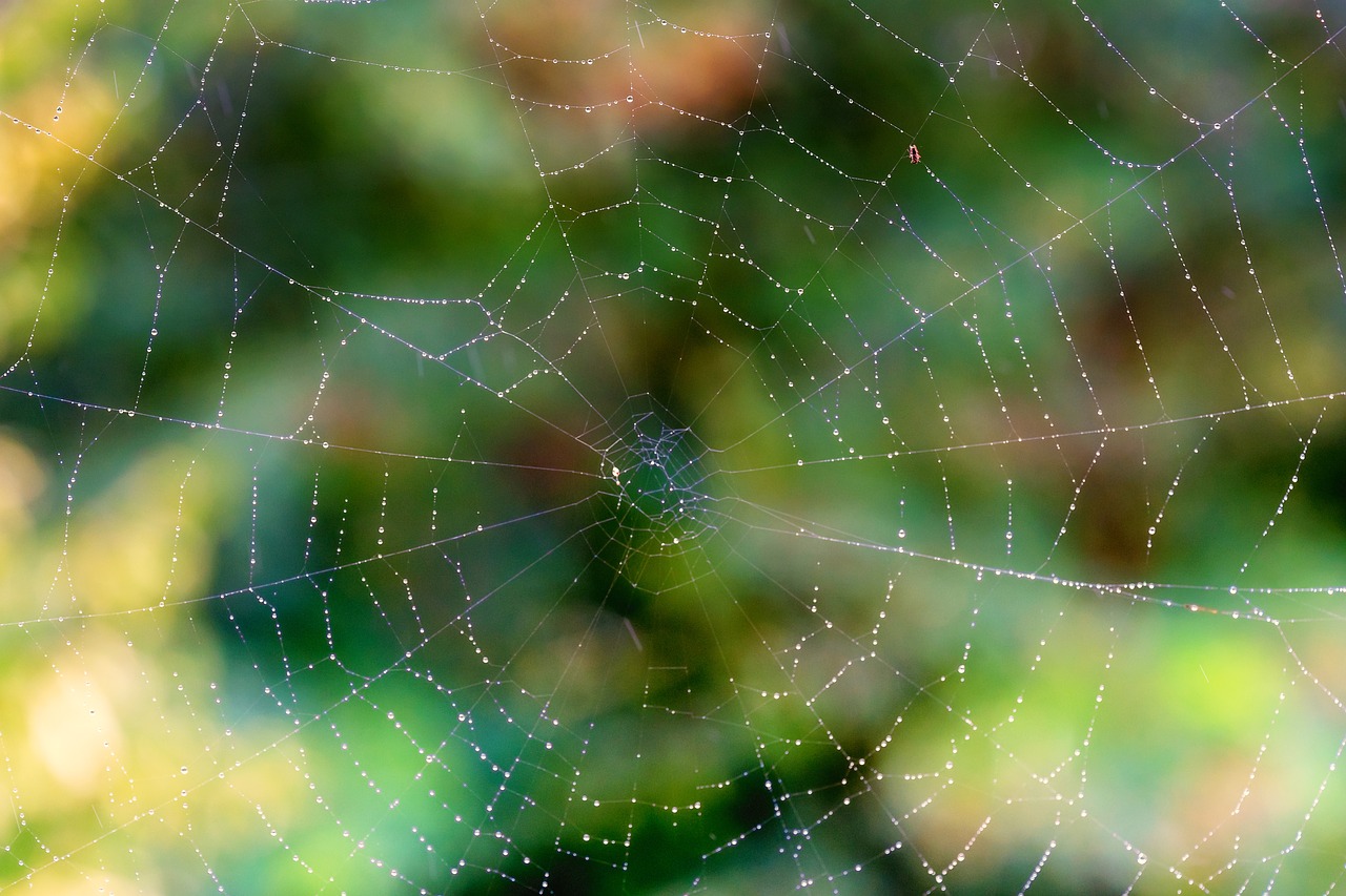 network spider cobweb free photo