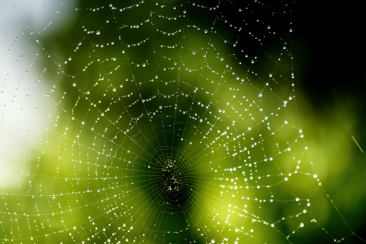 network spider cobweb free photo