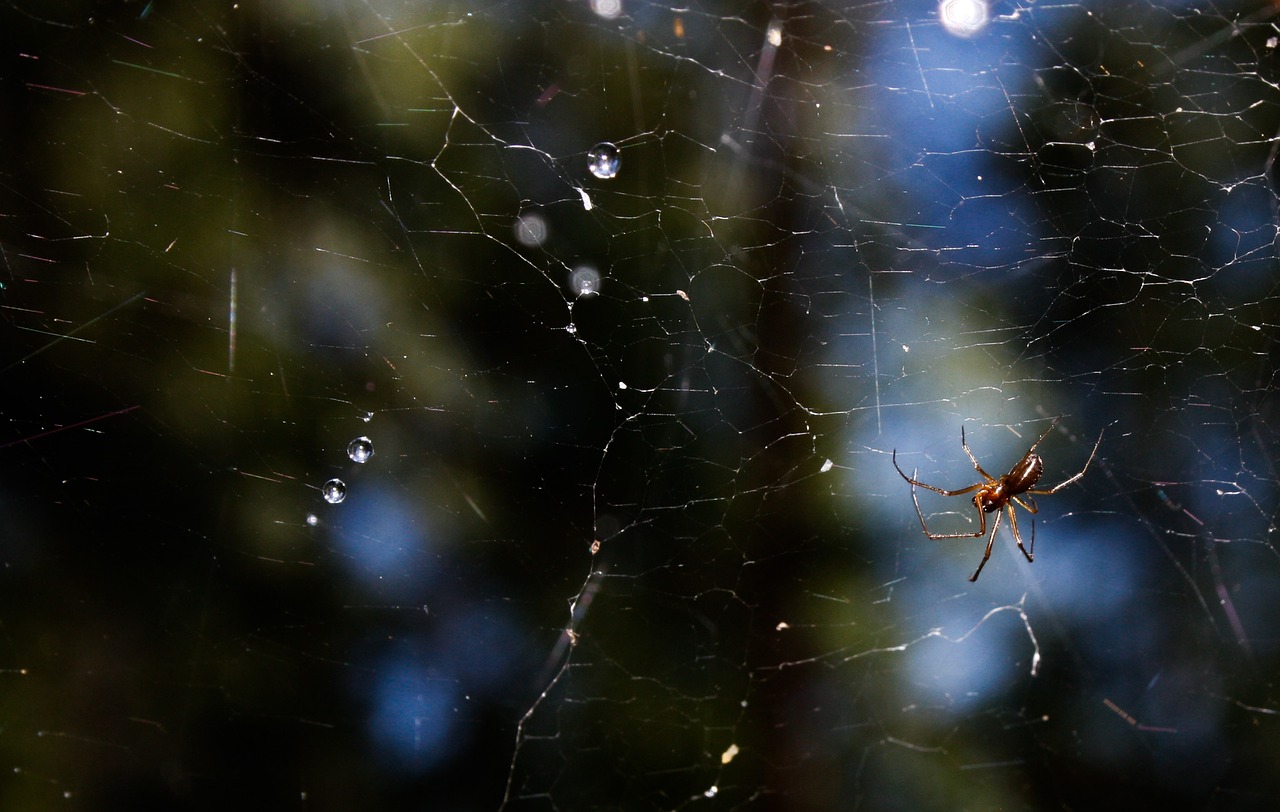 network spider summer free photo