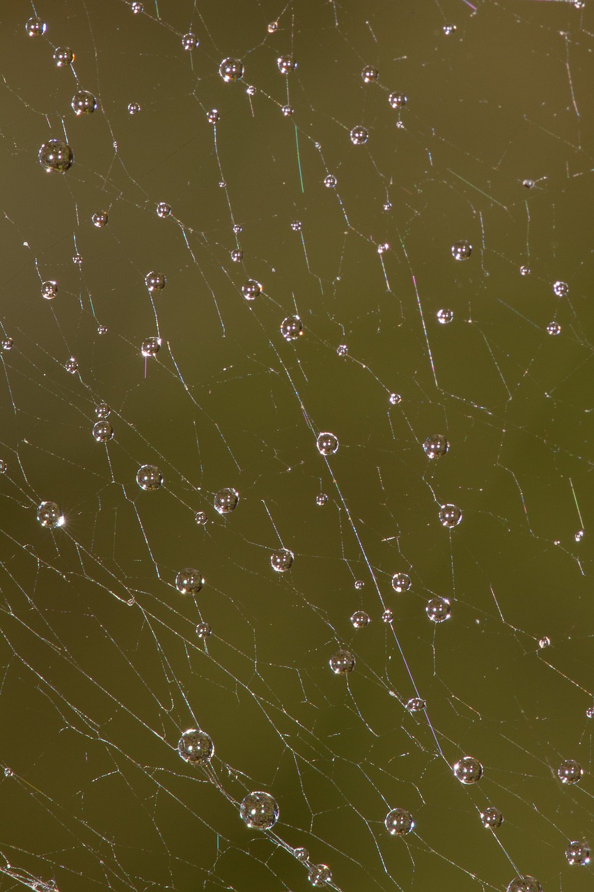 network dew cobweb free photo