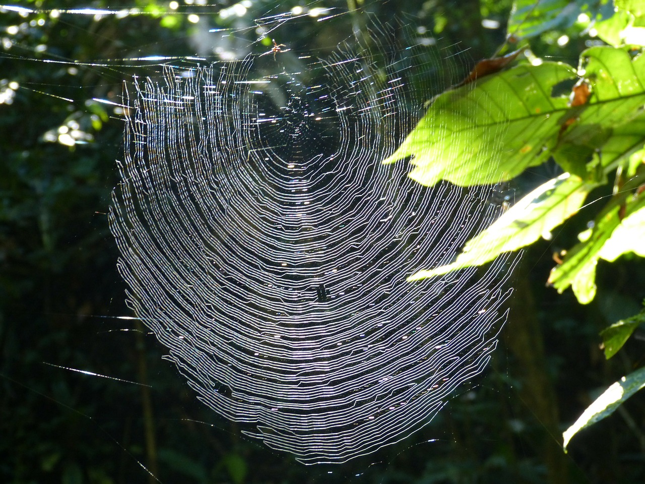 network spider nature free photo