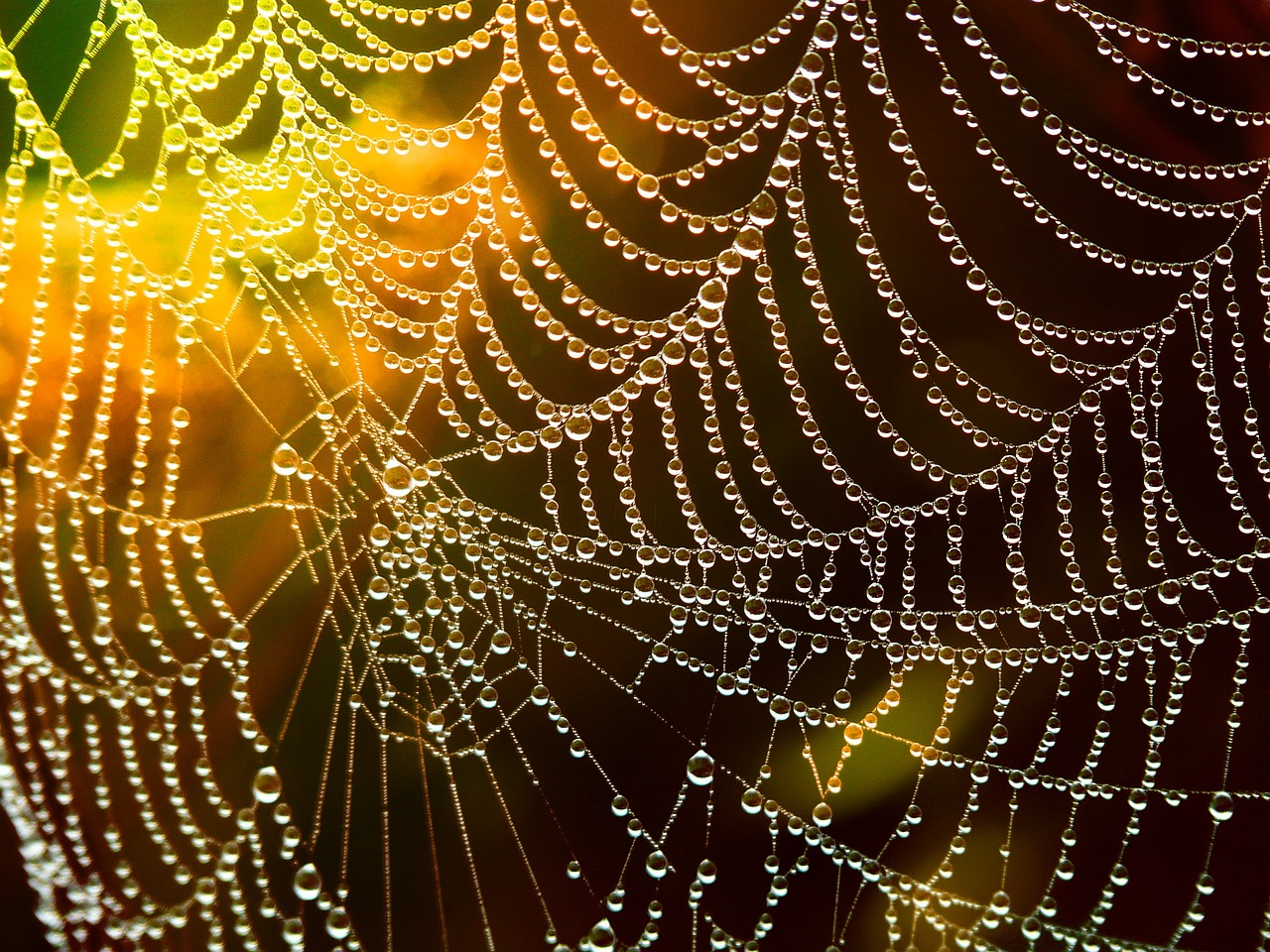 network cobweb dewdrop free photo