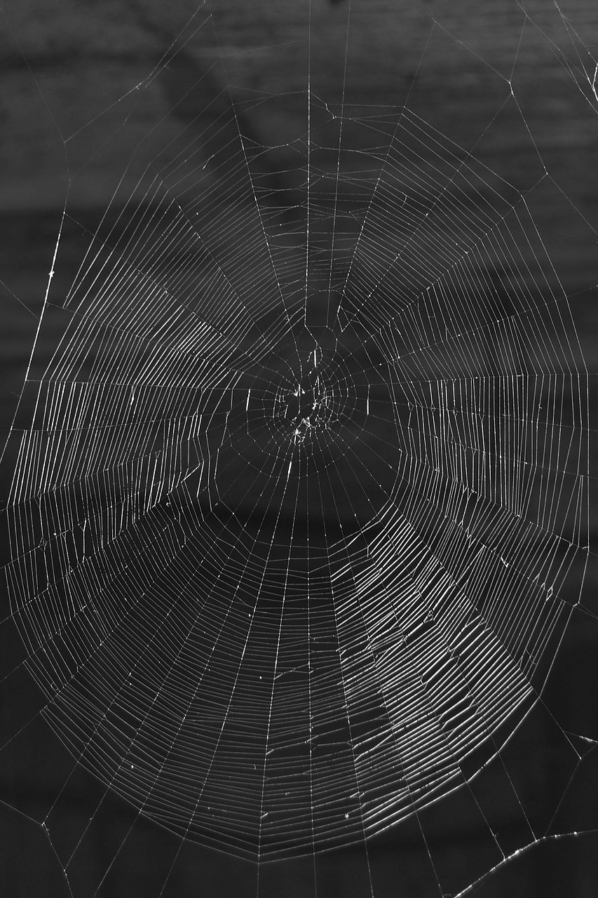 network cobweb threads free photo