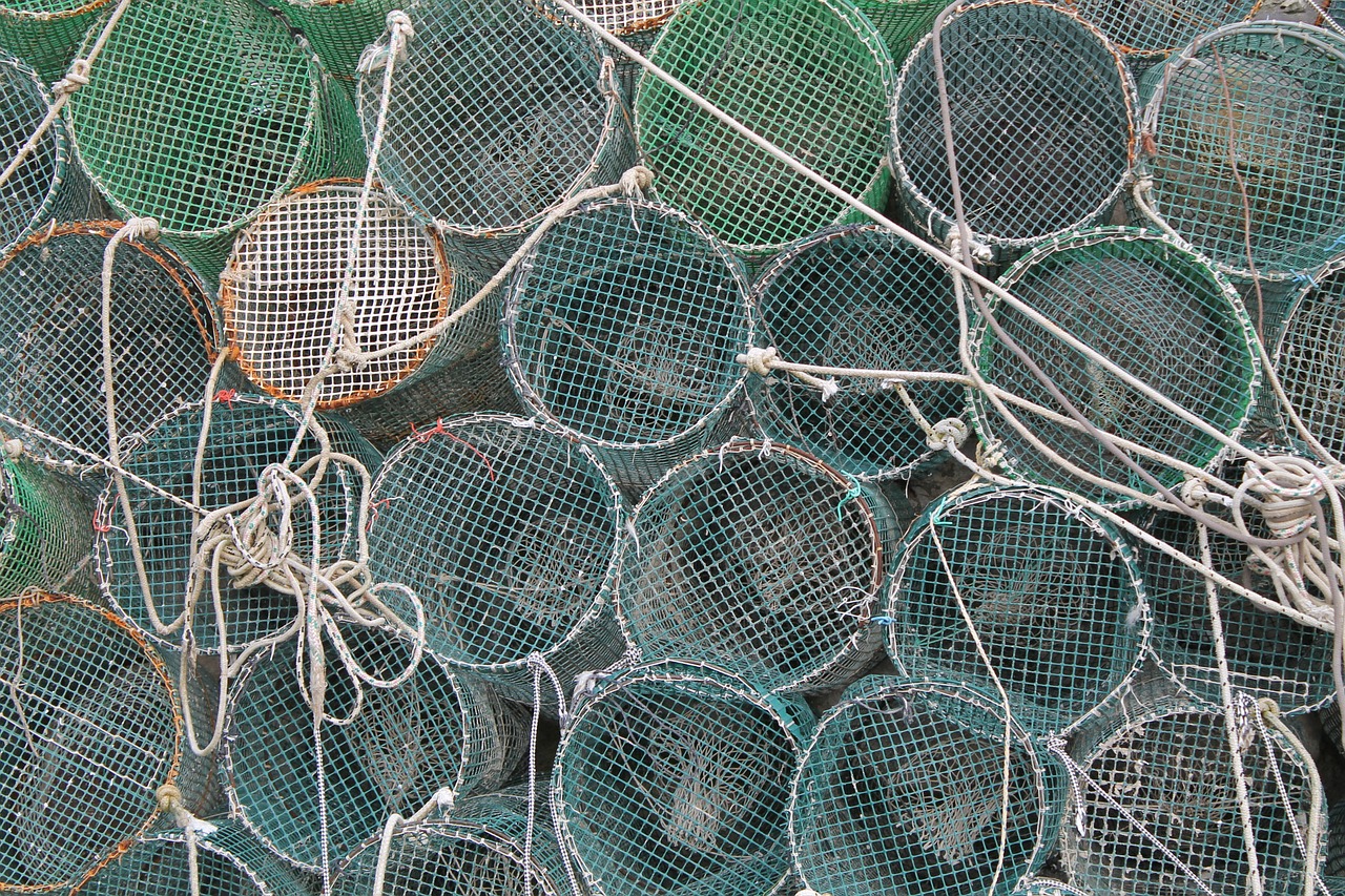networks fish fishing free photo