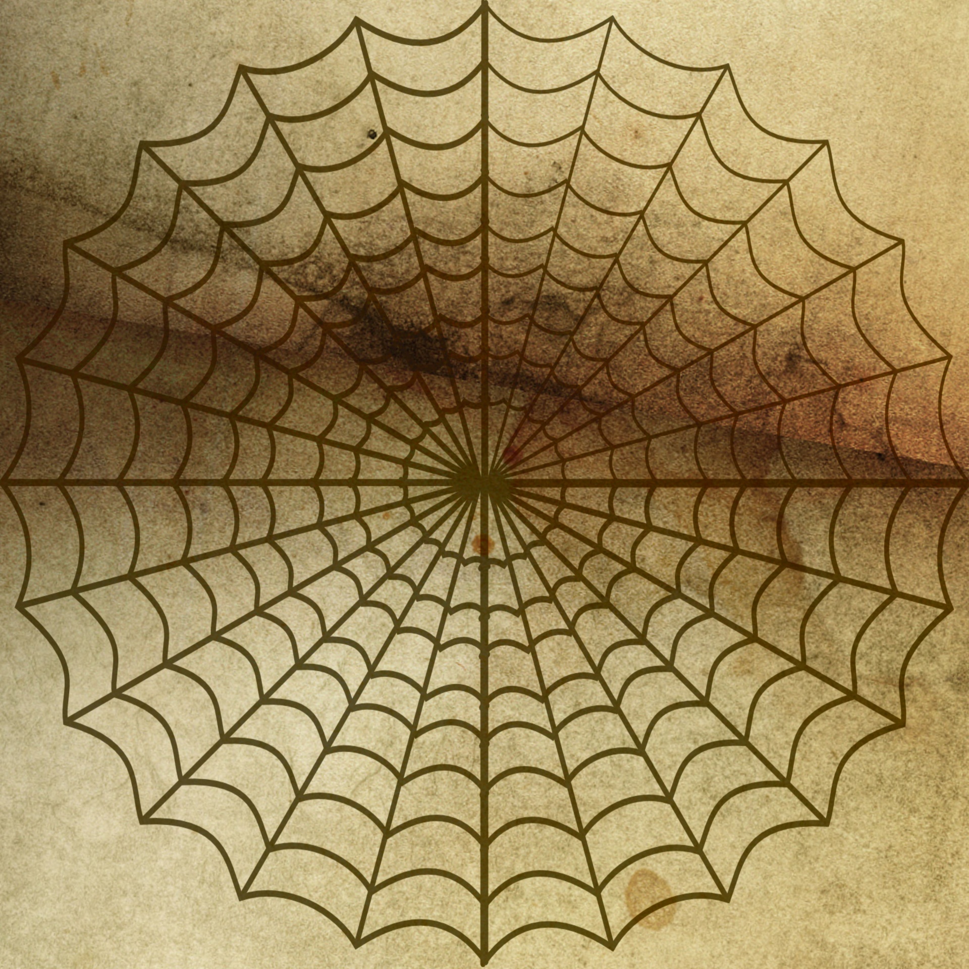 spider web cobweb free photo