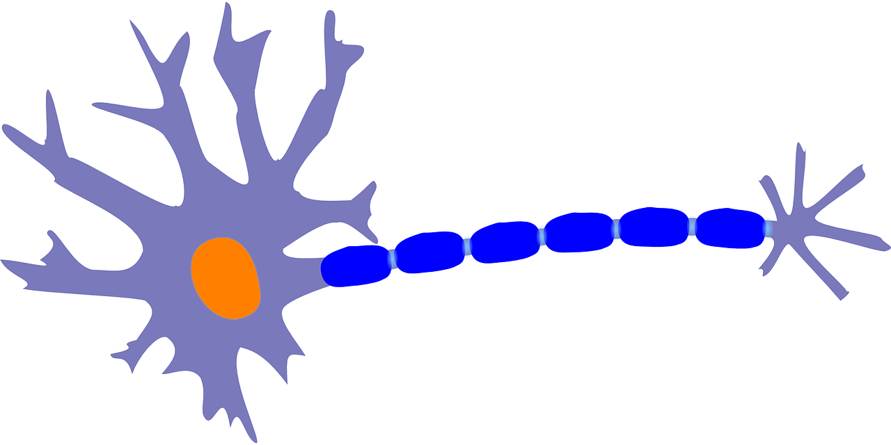 neuron acon dendrite free photo