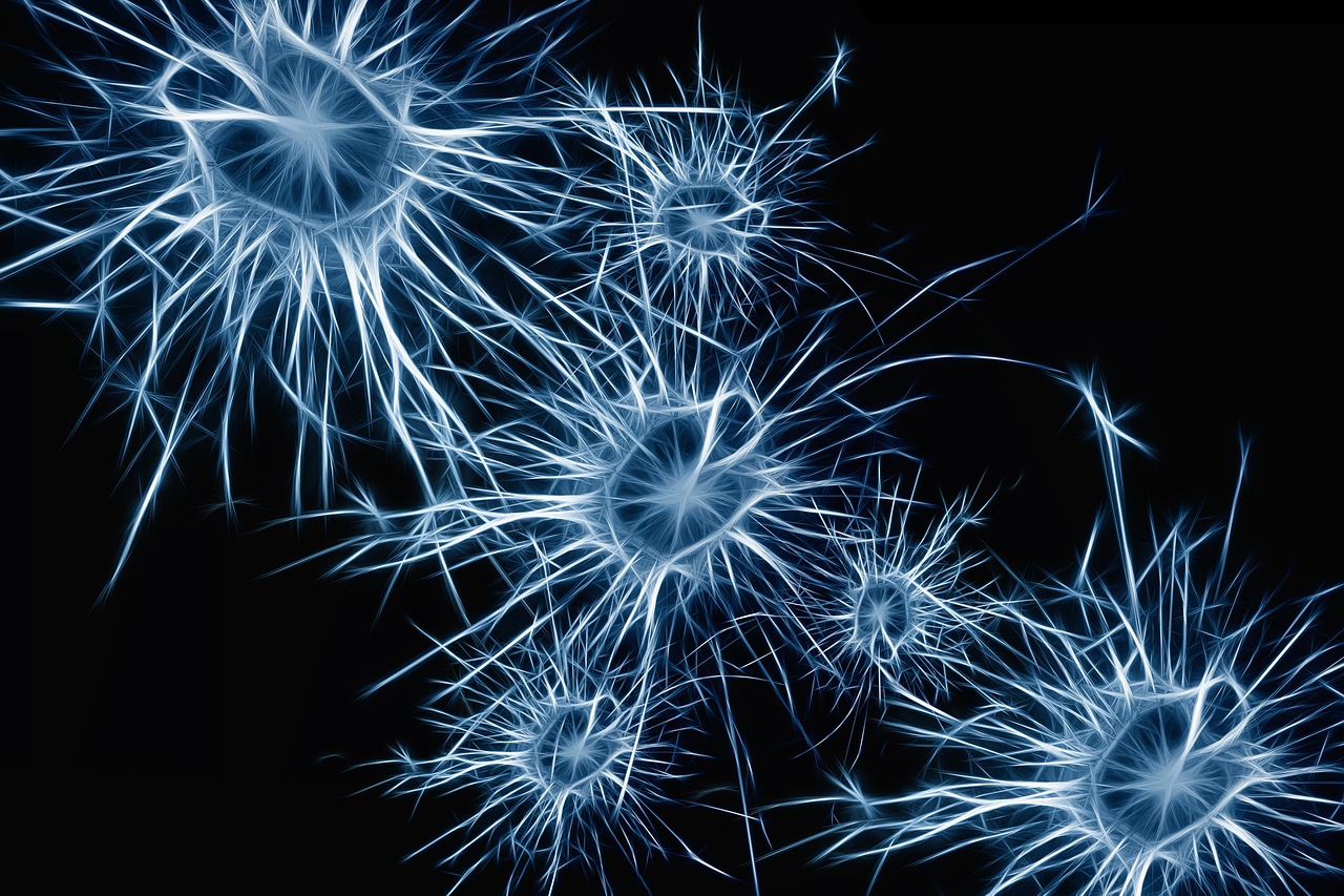 neurons brain cells brain structure free photo
