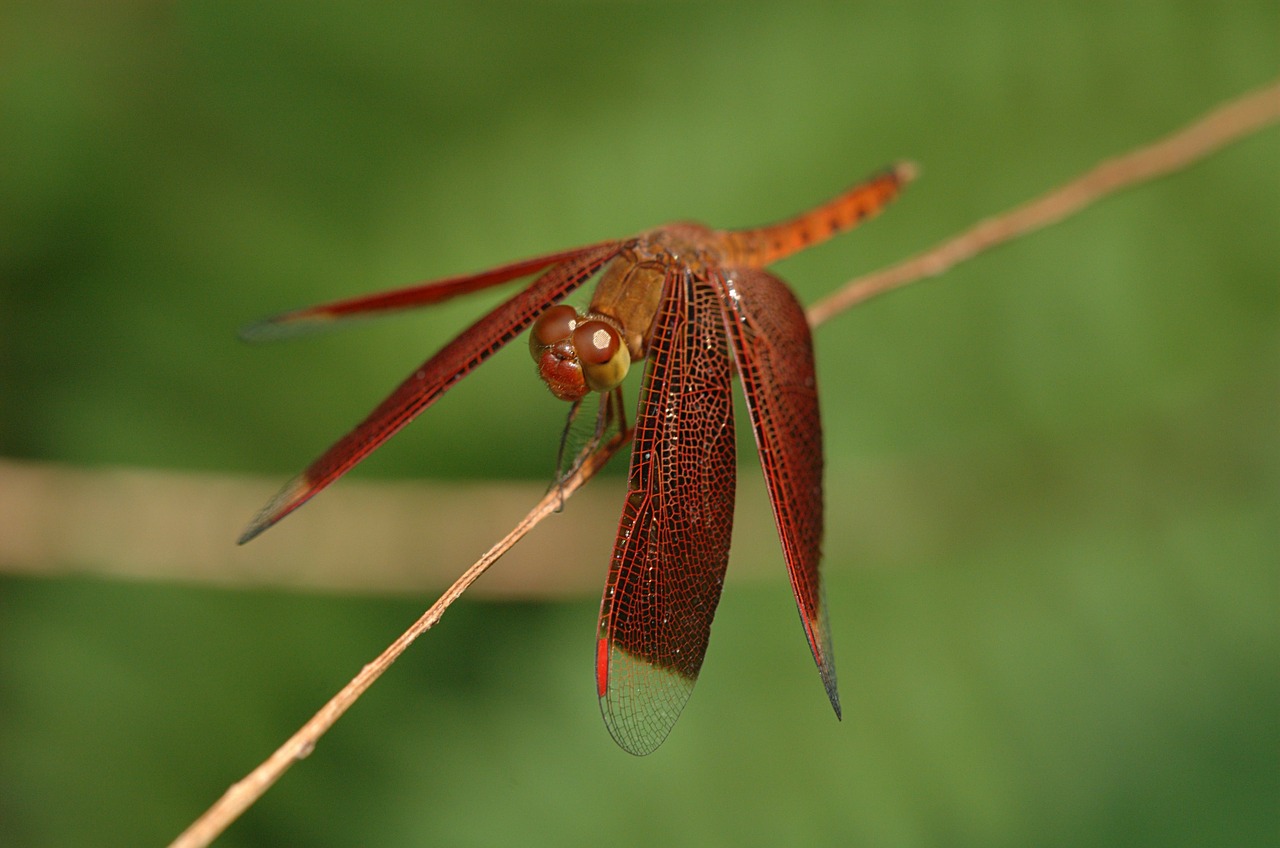neurothemis dragonfly insect free photo
