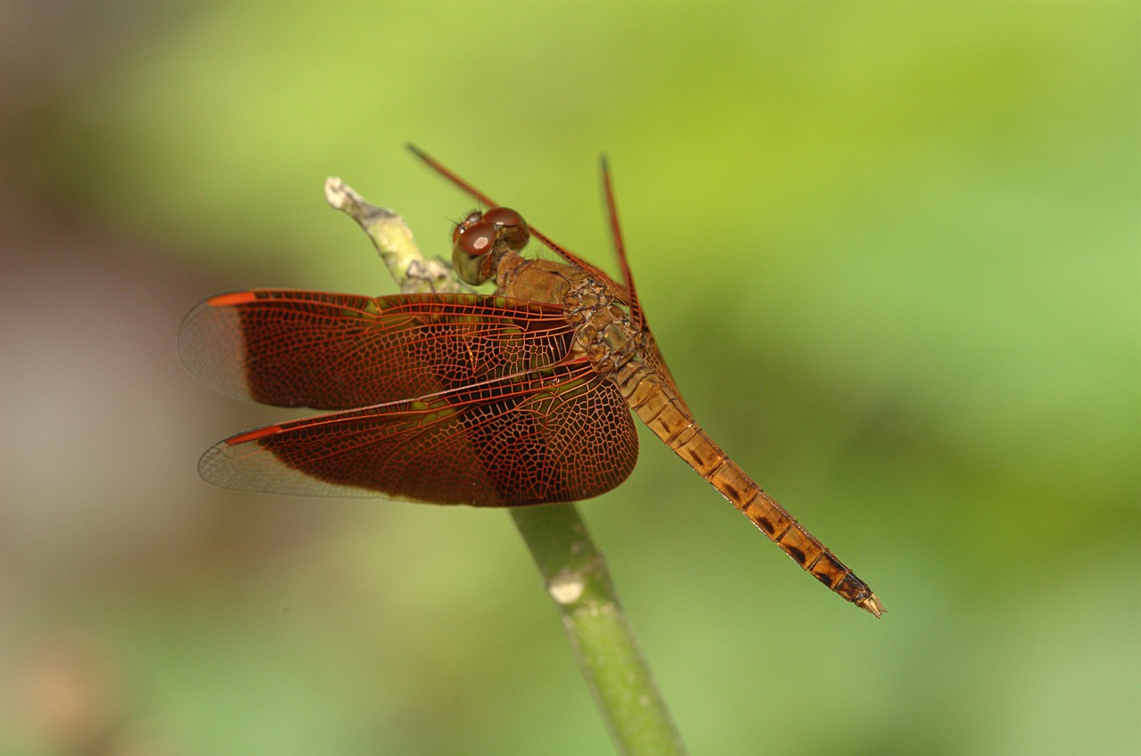 neurothemis dragonfly insect free photo