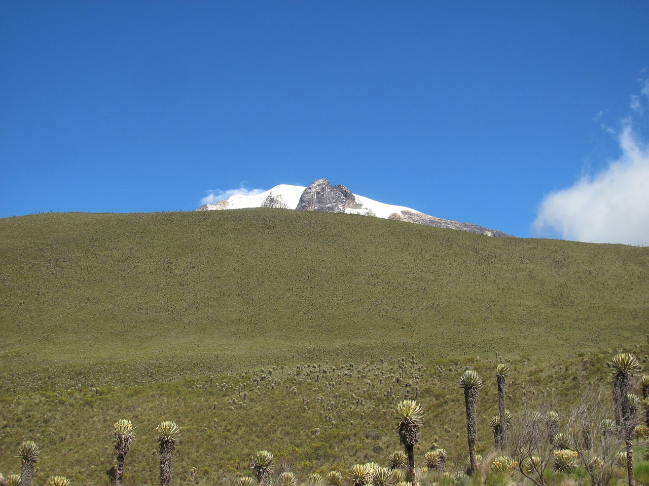 nevado frailejon tolima free photo