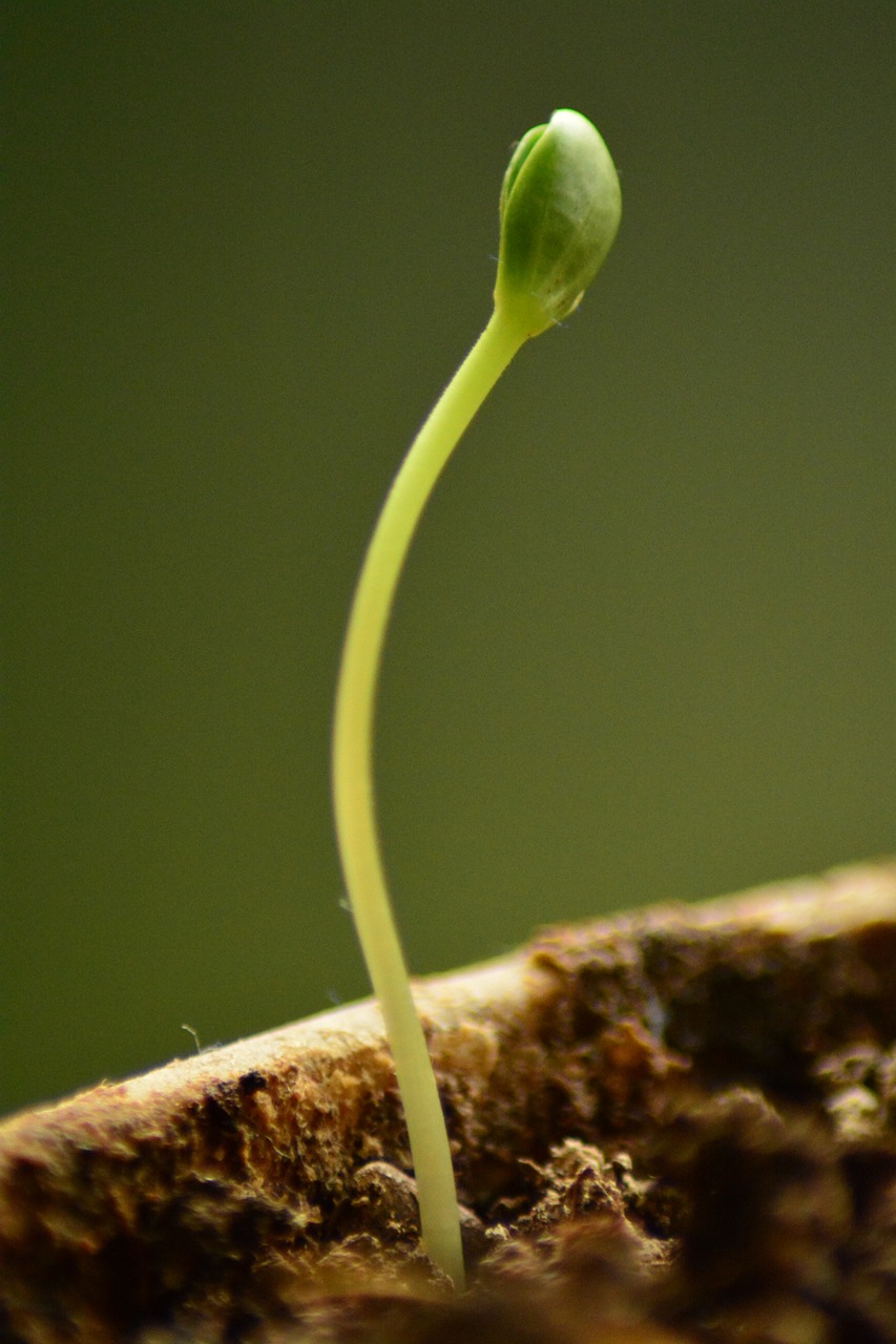 Edit free photo of Sapling,new,growth,nature,development - needpix.com