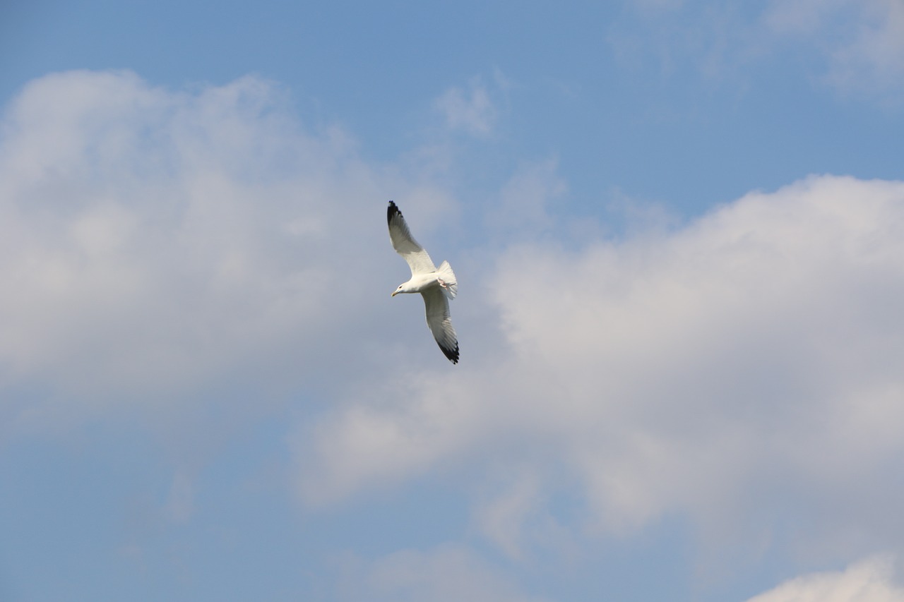 sky flight nature free photo