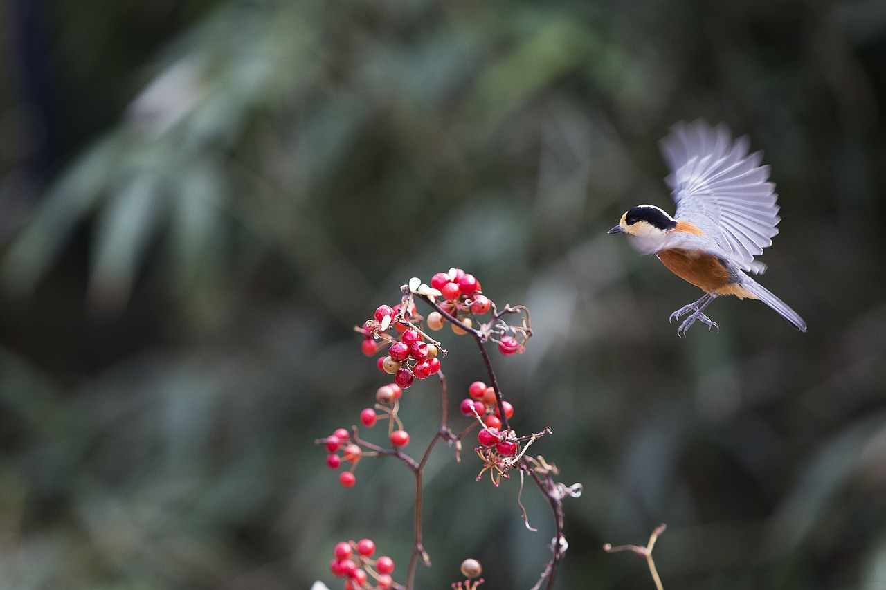 new varied tit fruit free photo