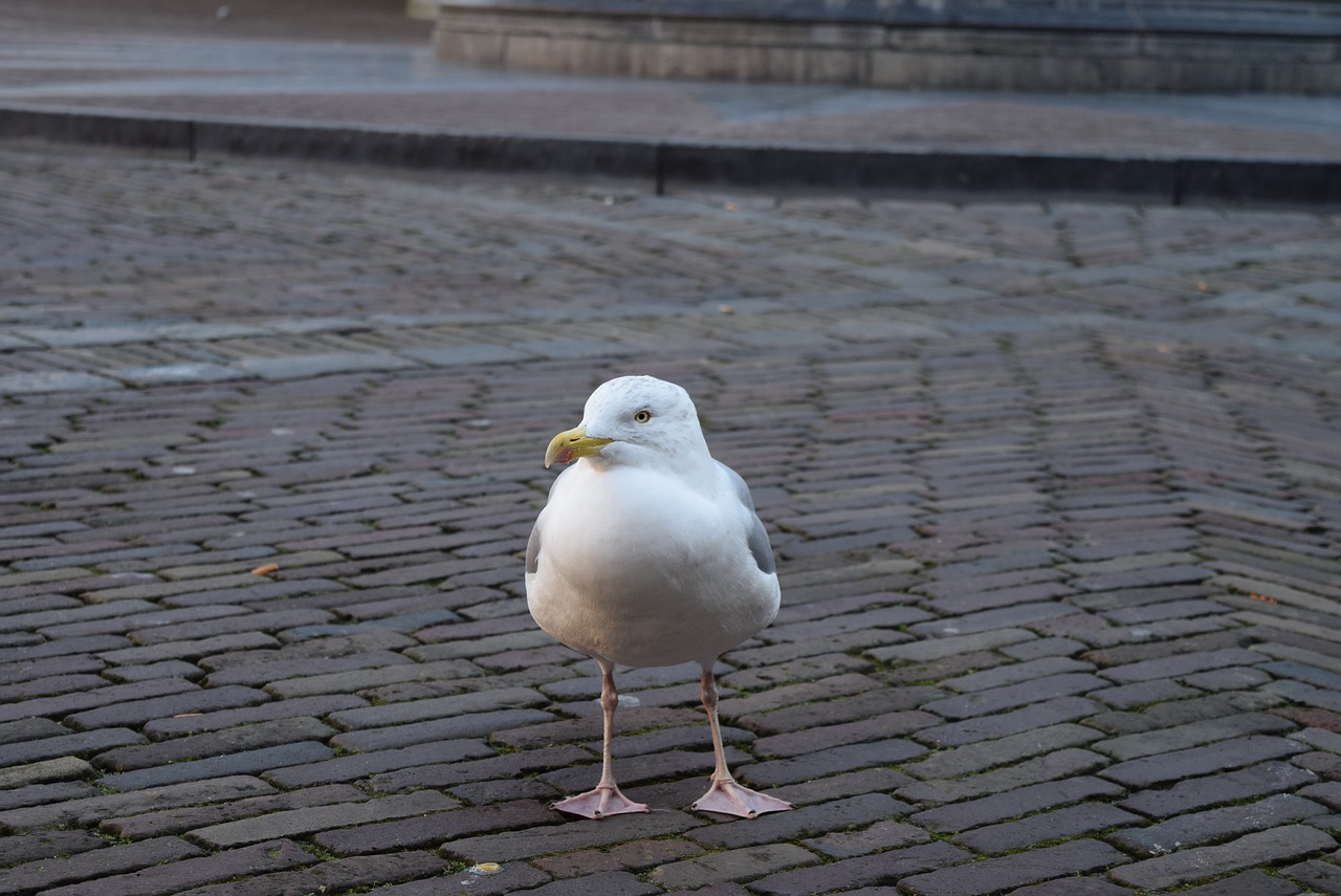 seagull sea birds birds free photo