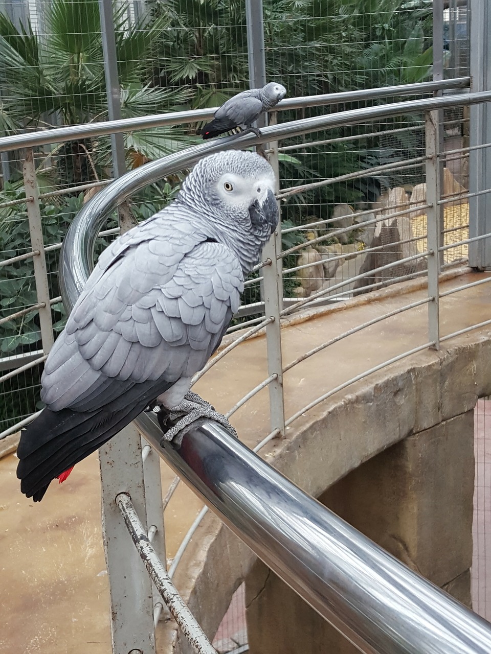 new parrot birds free photo