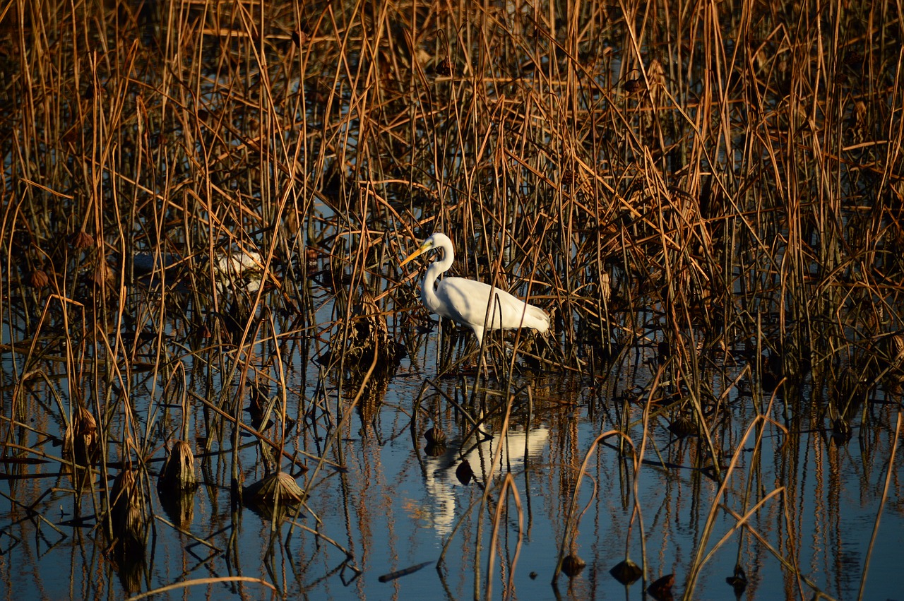 new stork birds free photo