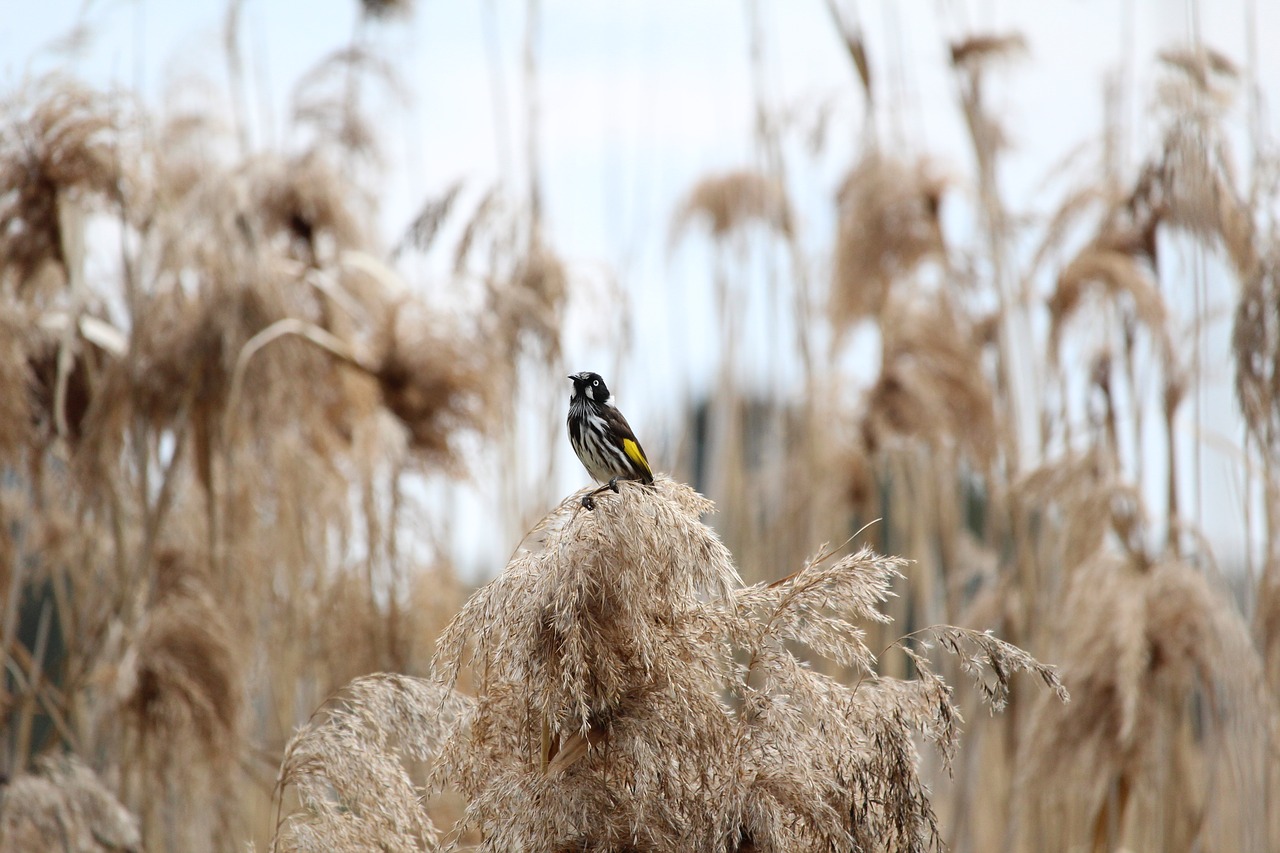 new holland honeyeater free photo