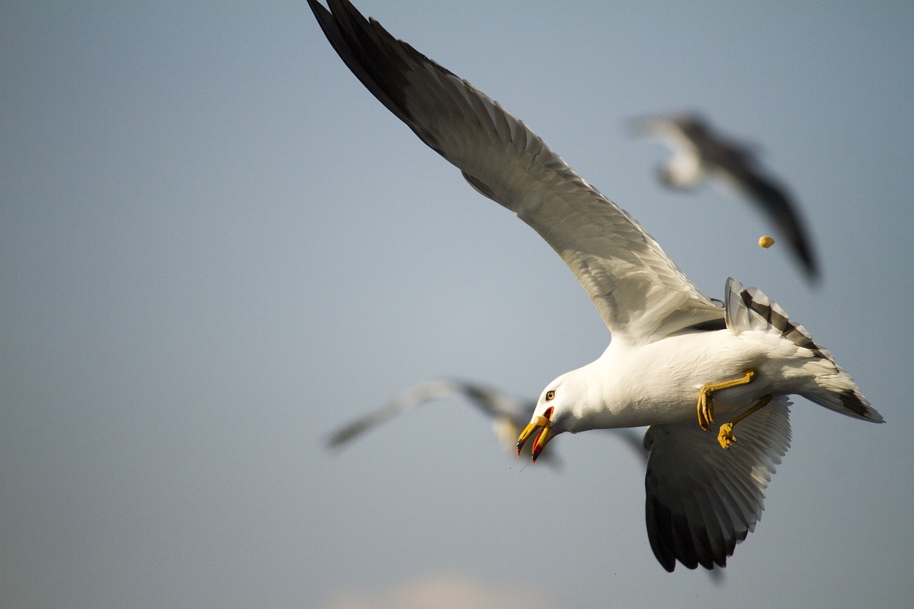 new  flight  wildlife free photo