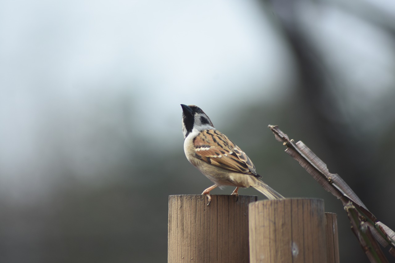 new  nature  sparrow free photo