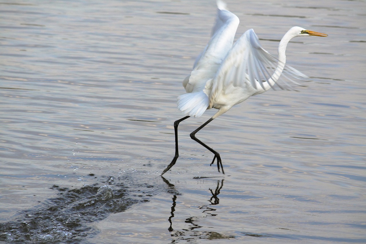 new  the body of water  lake free photo