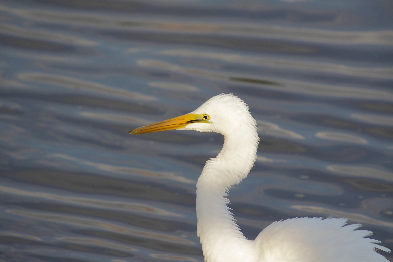 new  the body of water  wildlife free photo