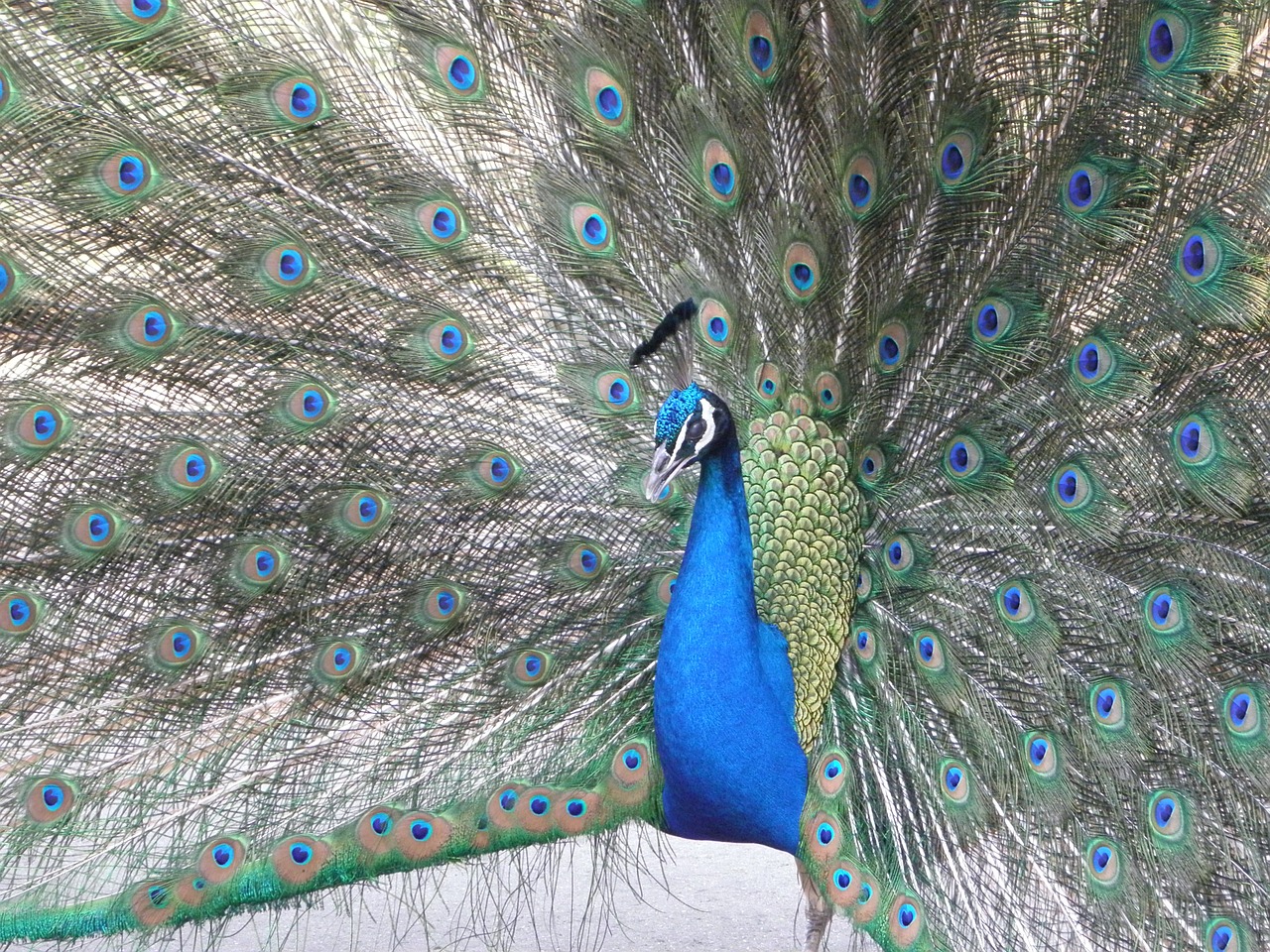 new artistic peacock free photo