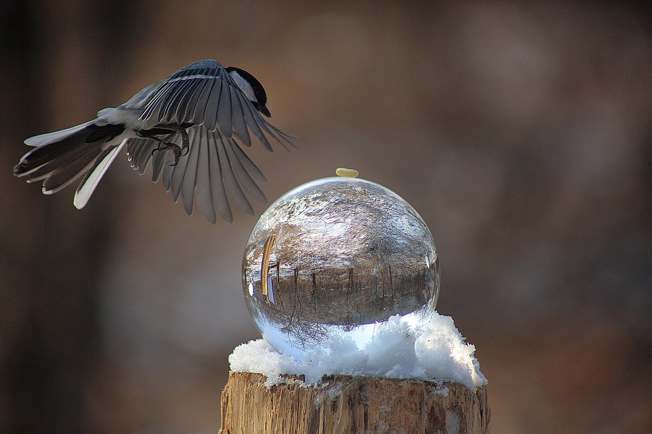 new  birds  landscape photography free photo