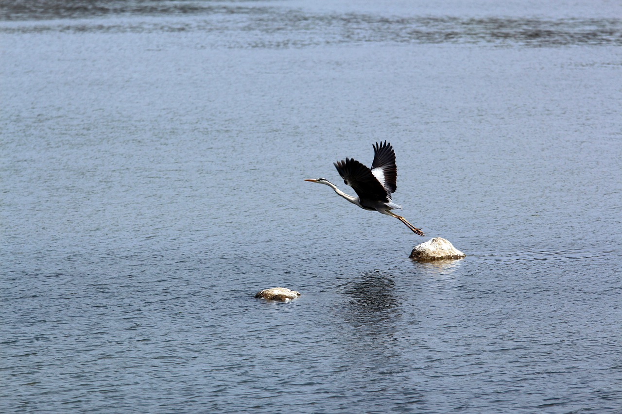 new river birds free photo