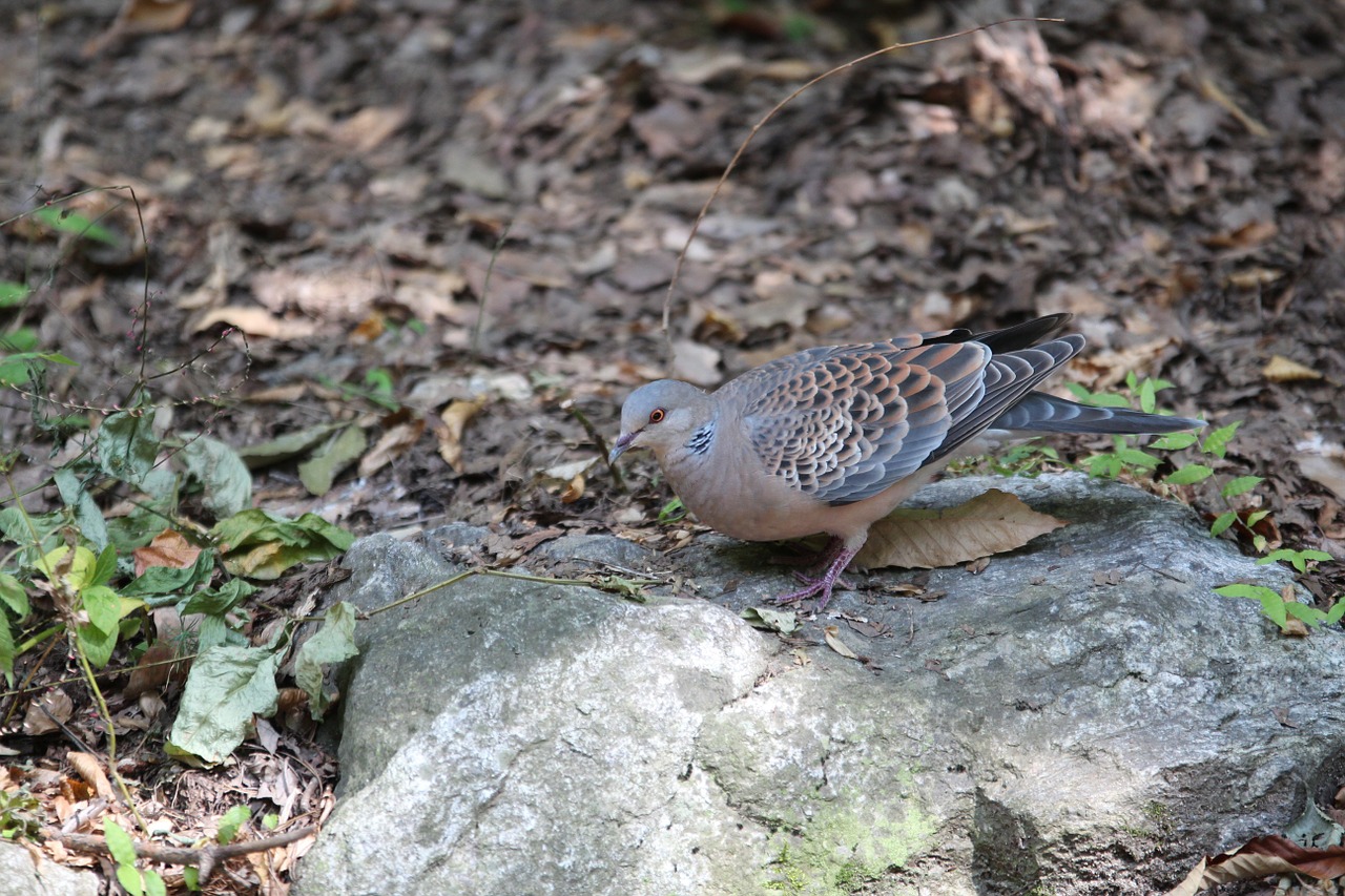 new pigeon mountain dove free photo