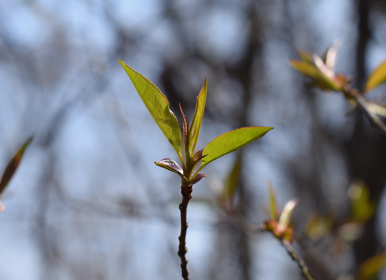 new apple tree leaves apple tree tree free photo