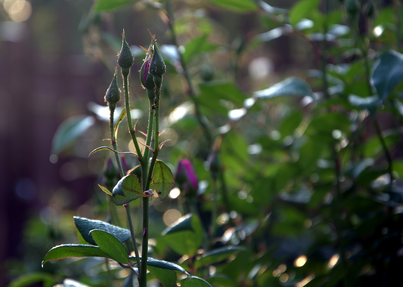 new buds roses spring free photo