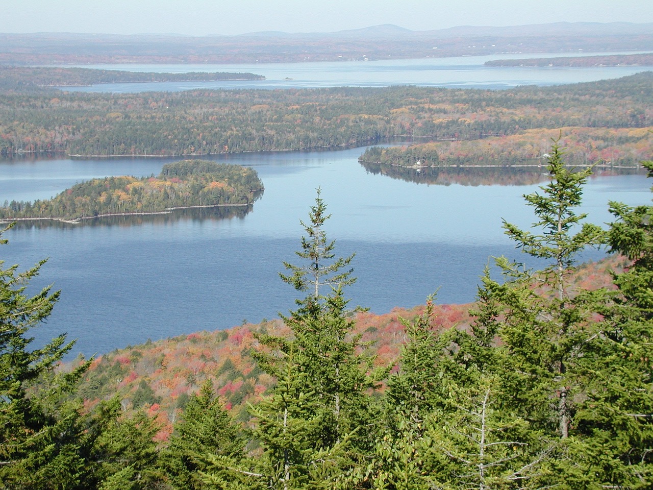 new england trees forest free photo