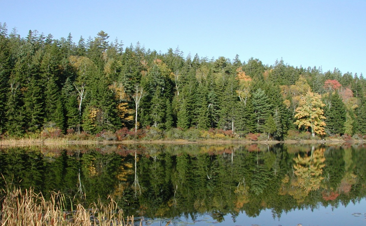 new england pine trees nature free photo