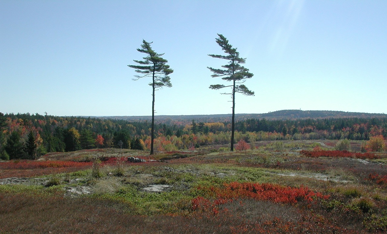 new england pine trees forest free photo