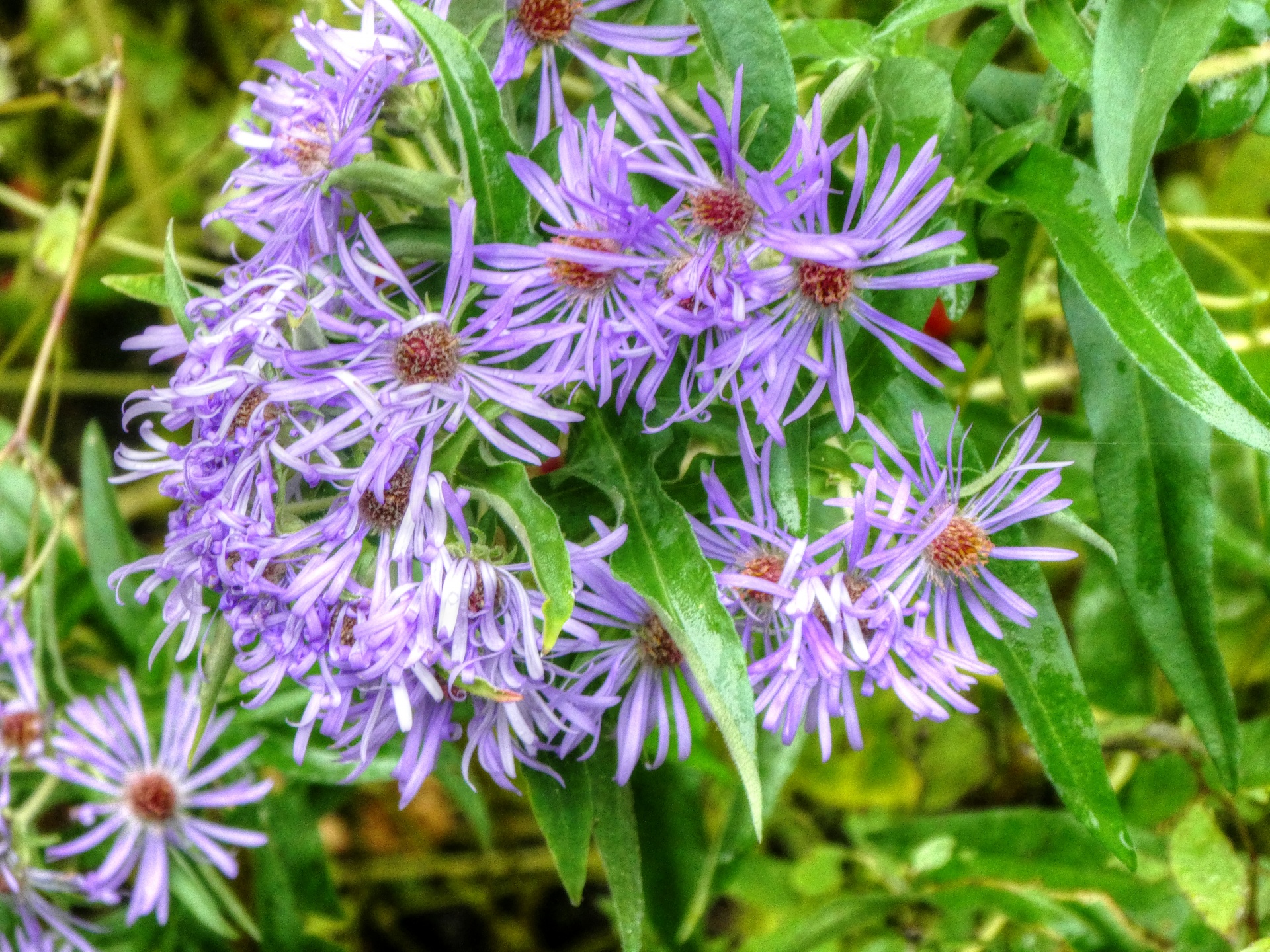 new england aster purple aster free photo