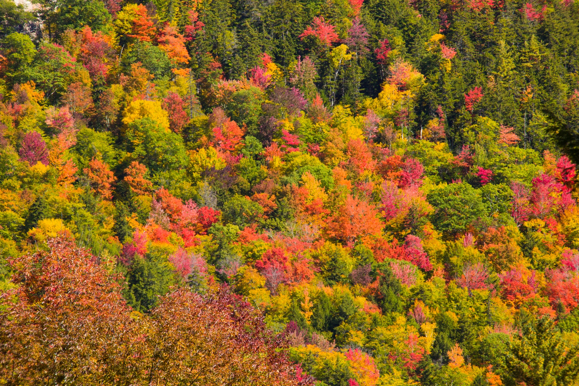 america autumn colorful free photo