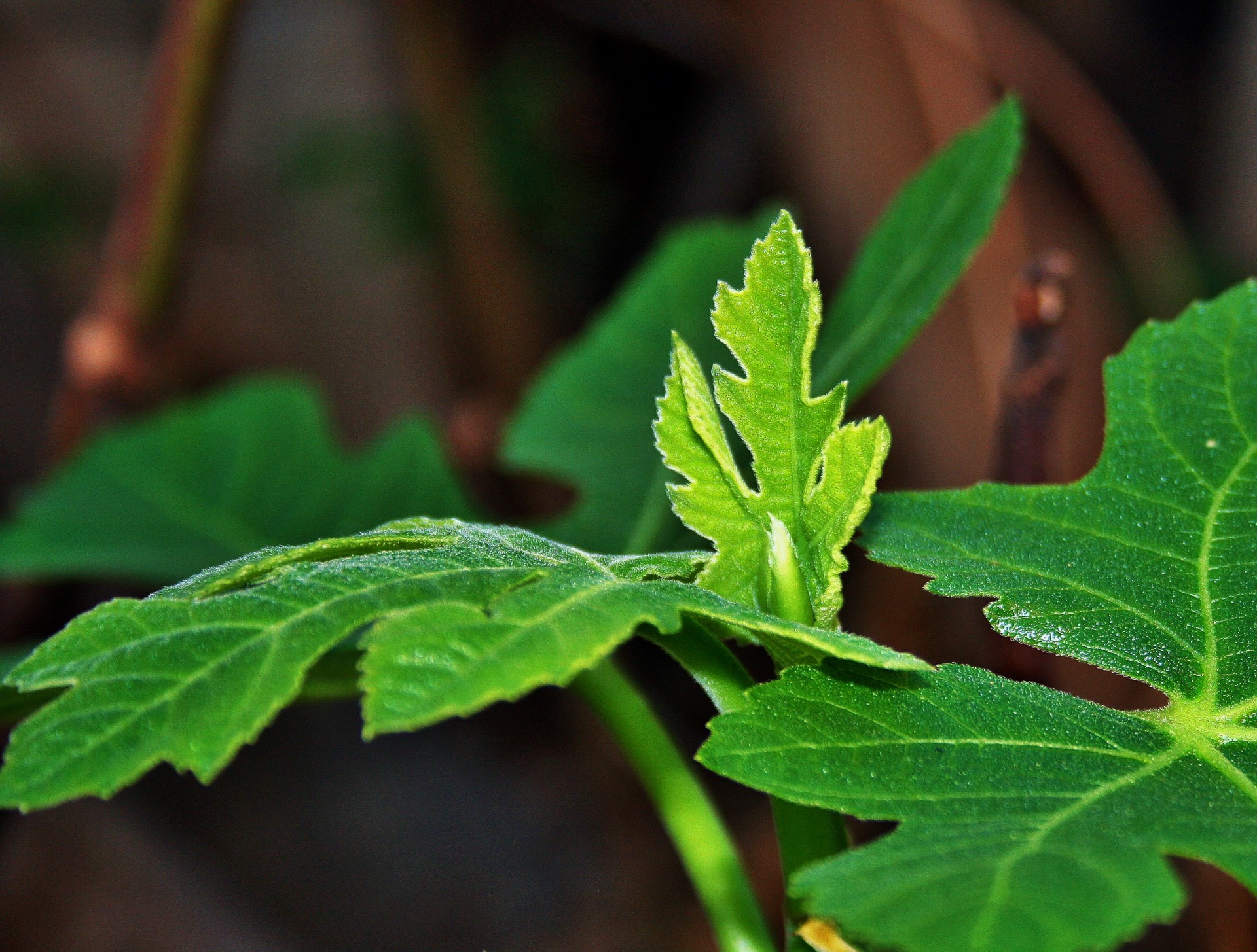 leaf new green free photo