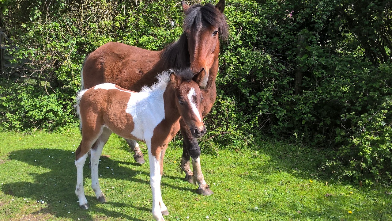 new forest ponies pony mother and foal free photo