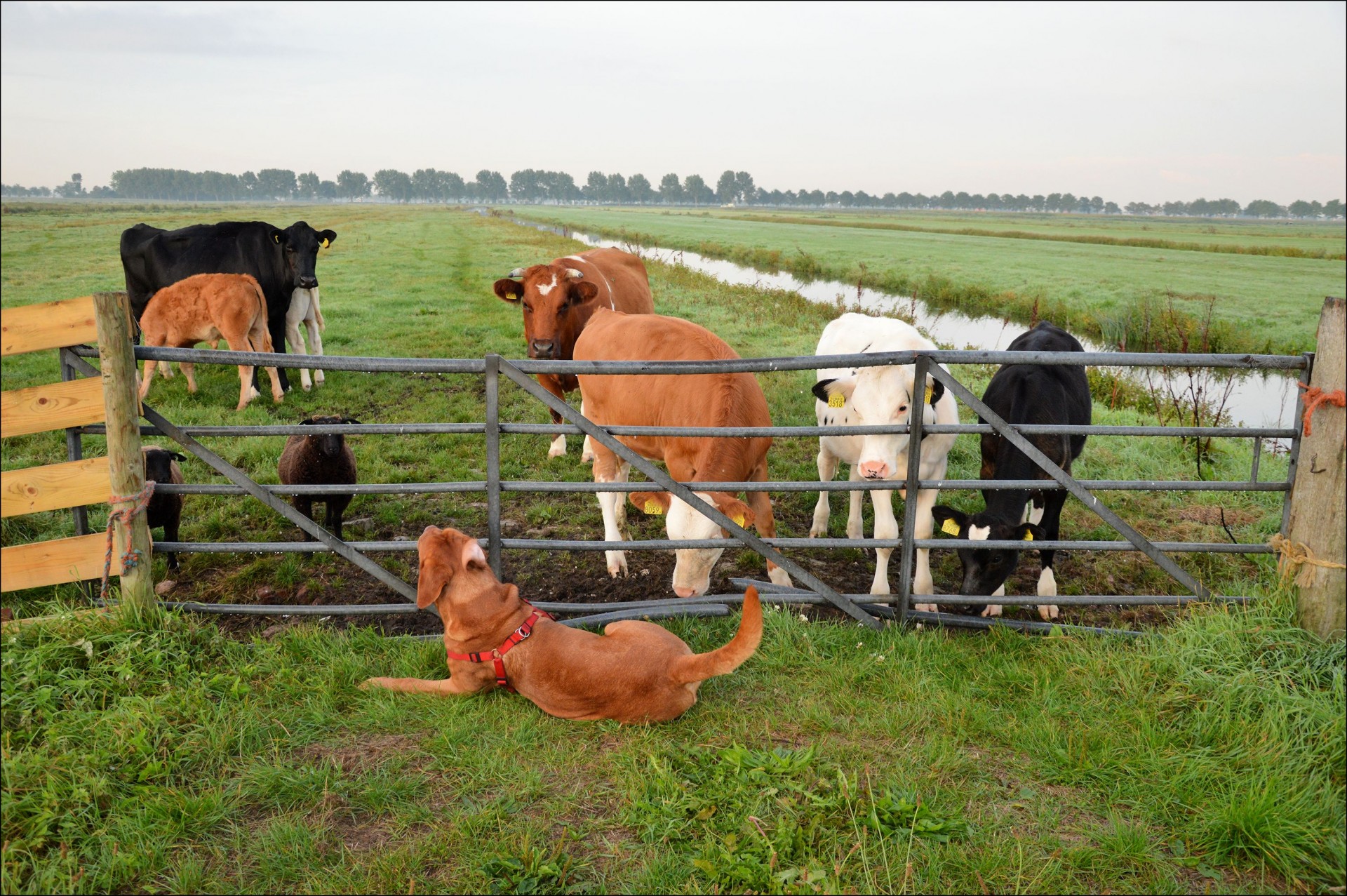 bulls cattle calves free photo