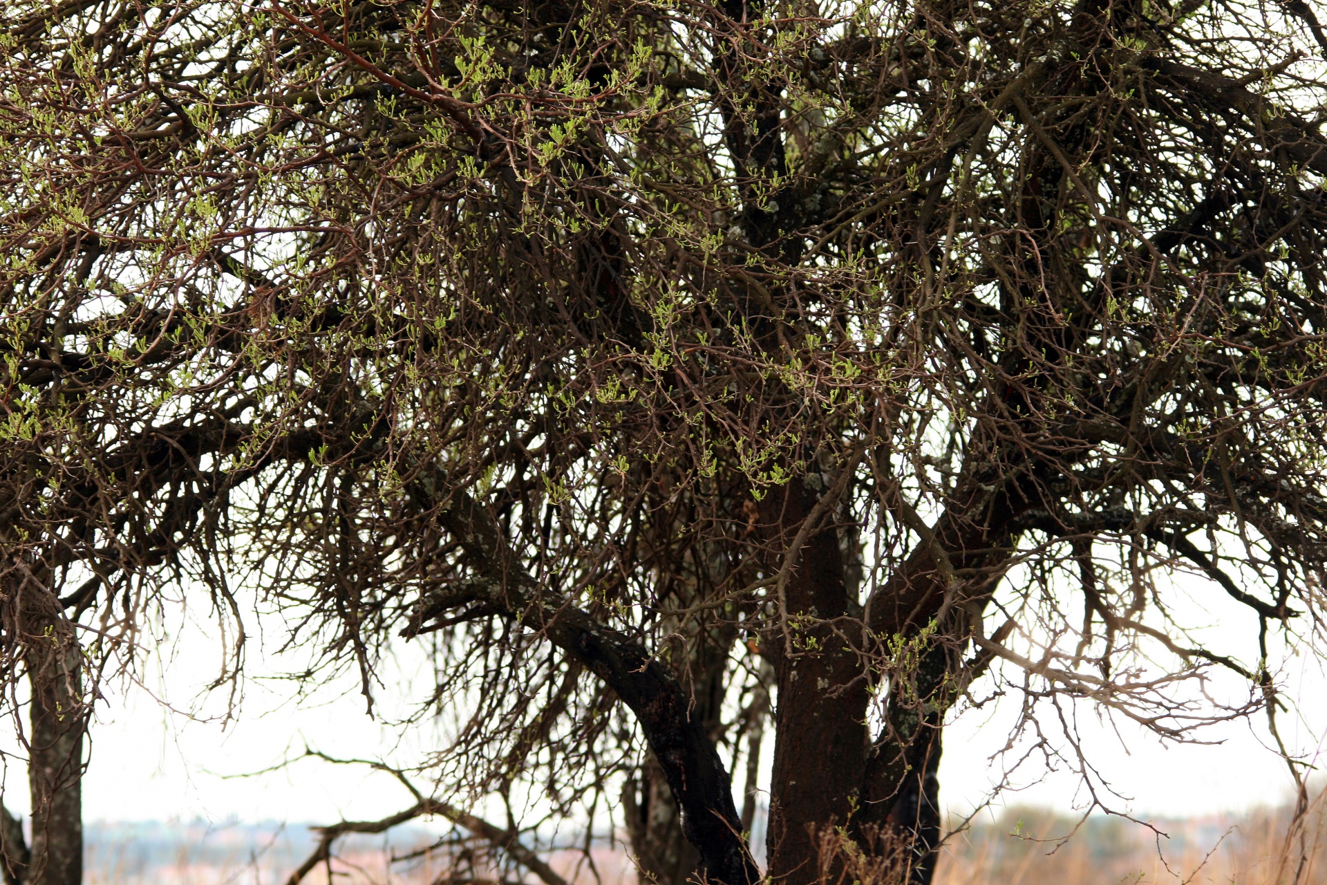 tree leaves green free photo