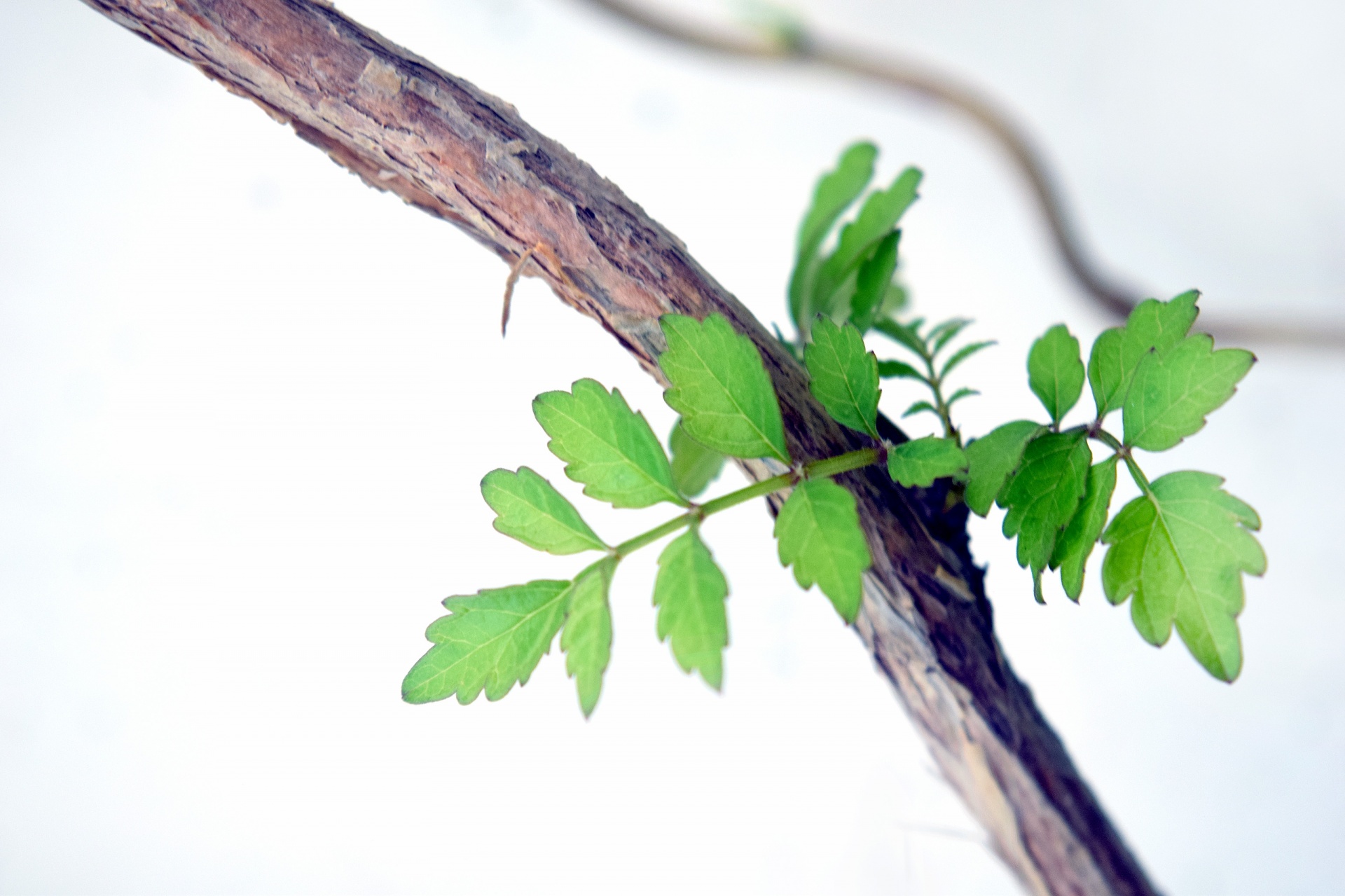 leaves foliage creeper free photo