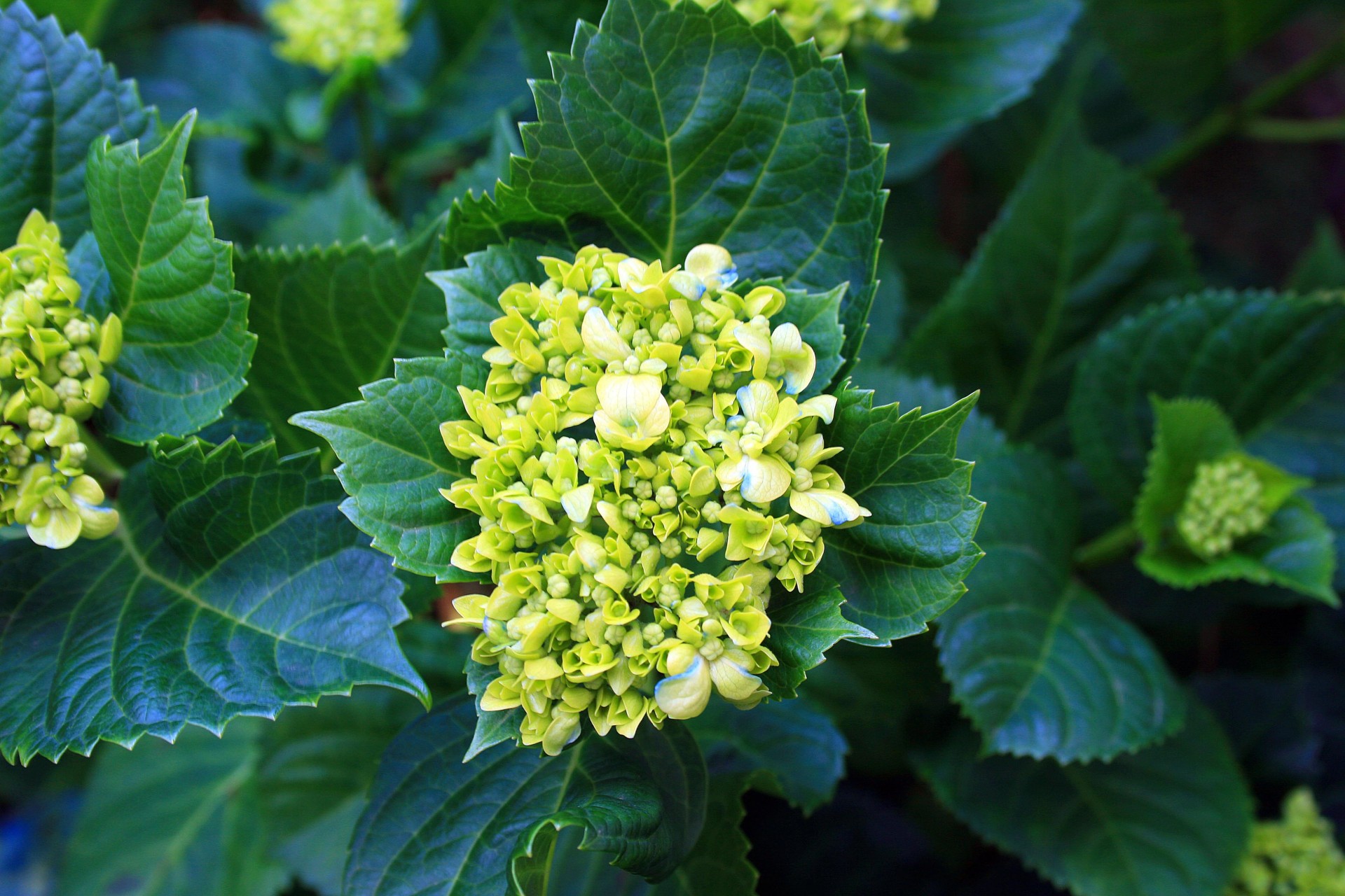 flower hydrangea green free photo