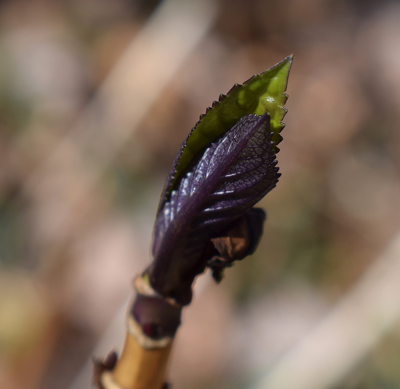 new hydrangea leaves leaves plant free photo